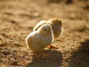 Coop for two hens