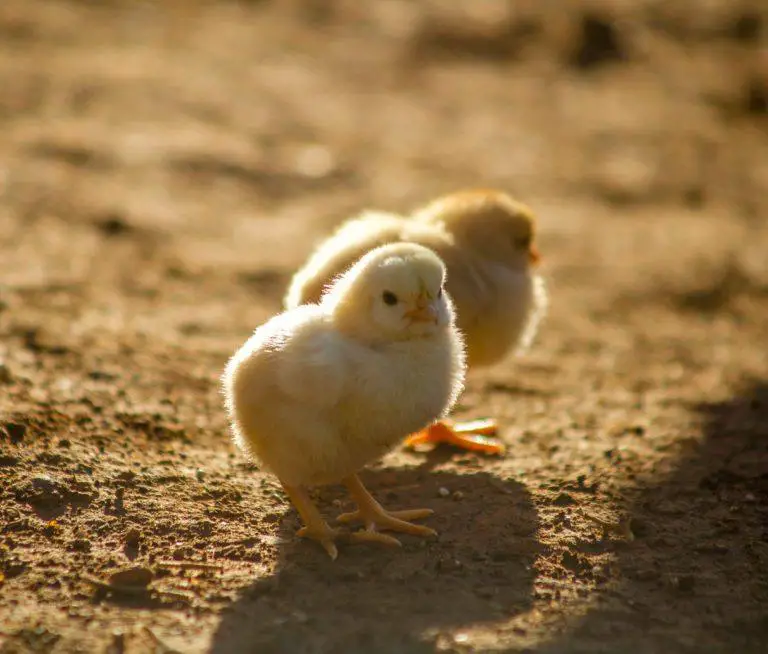 Coop for two hens