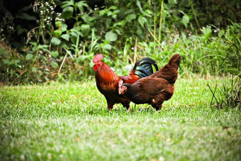 chicken coops for two chickens