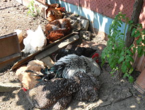 Chicken Dust Bath