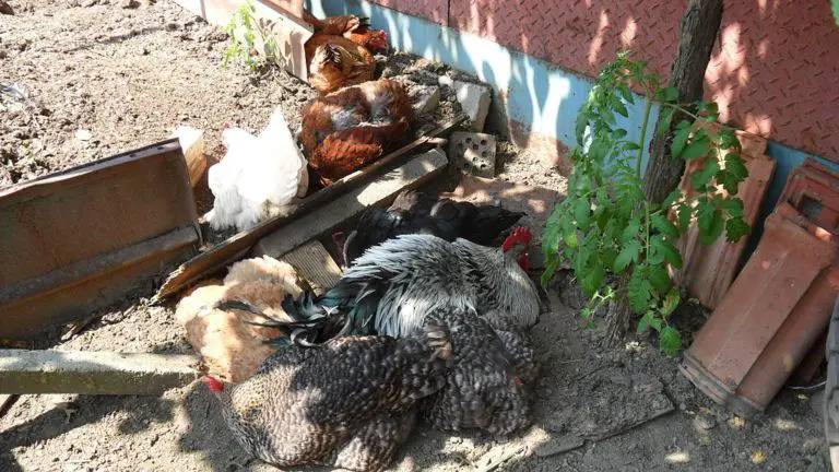 Chicken Dust Bath