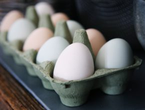 First Chicken Eggs