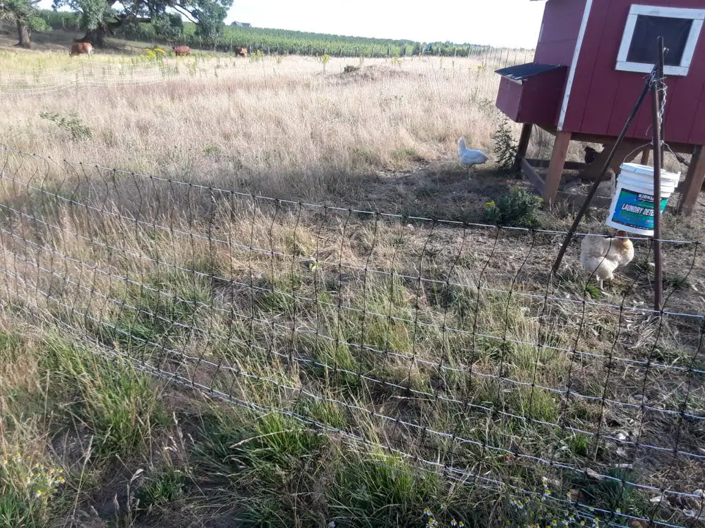 chicken coop predator control