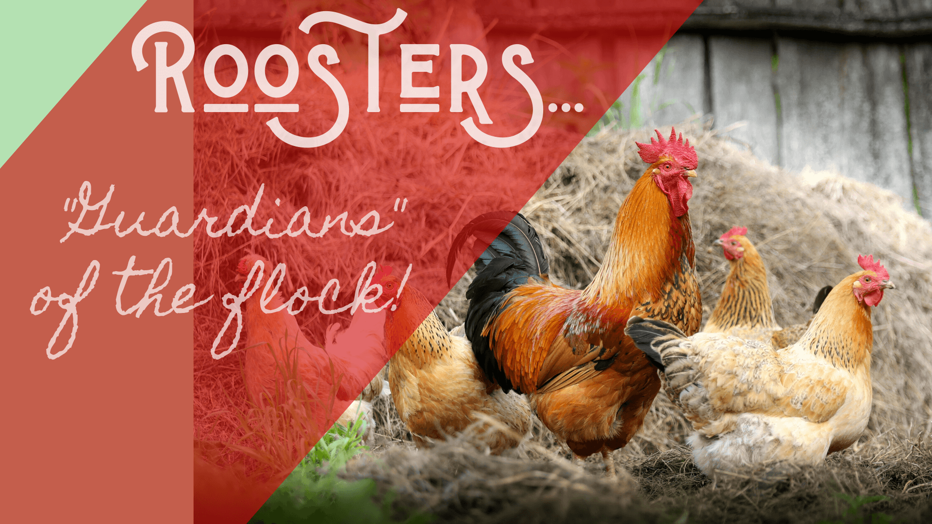 Selecting The Perfect Hero For Your Hens All You Need to Know About