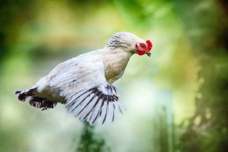 Clip Chicken's Wings