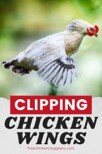 Clipping Chicken Wings