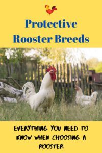 Protective Rooster Breeds