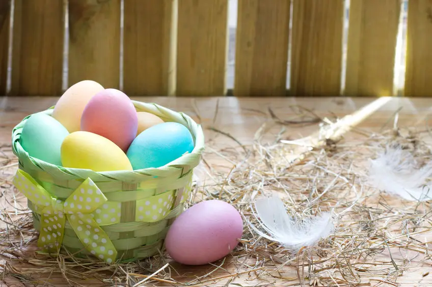 chicken coop interior deco