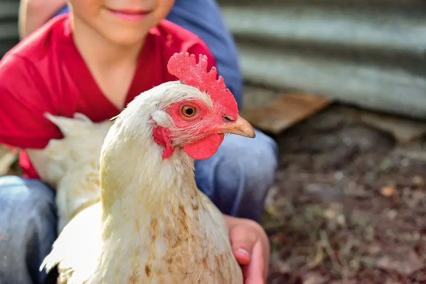  Chicken Coops Under 200 - Free Chicken Coop Plans 