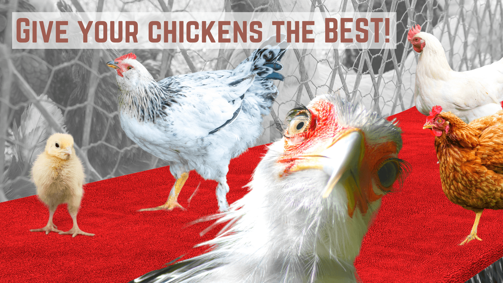 Chicken Run Floor Materials Free Chicken Coop Plans