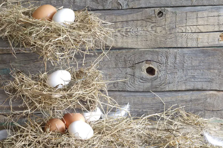 chicken coop interior ideas