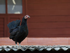 best roof for chicken coop