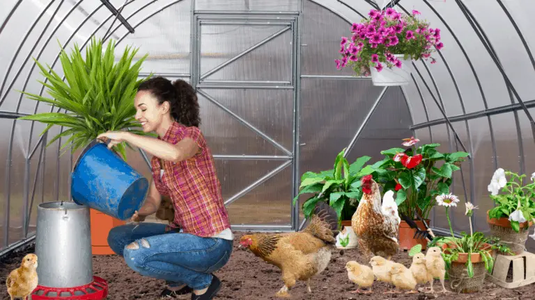 Greenhouse Chicken Coop – A Dual Purpose Option