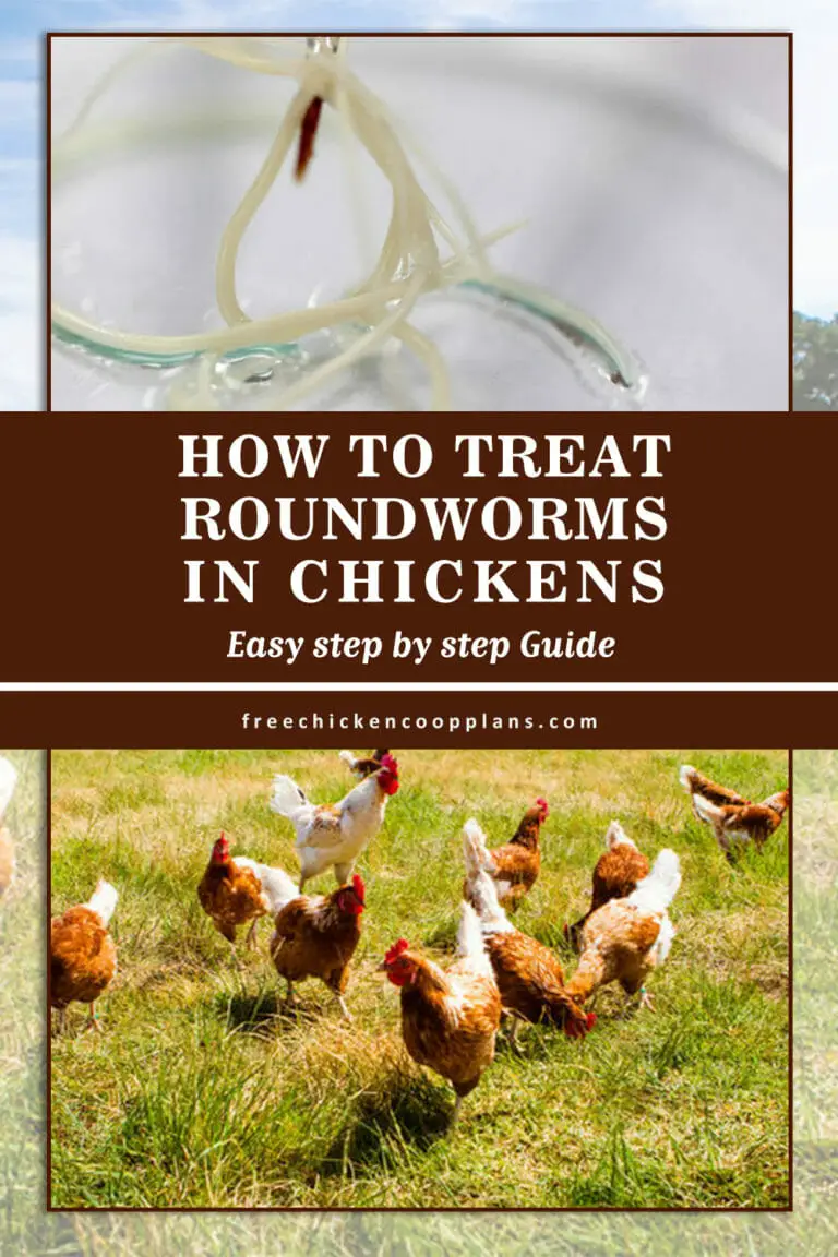 How To Treat Roundworms In Chickens Free Chicken Coop Plans