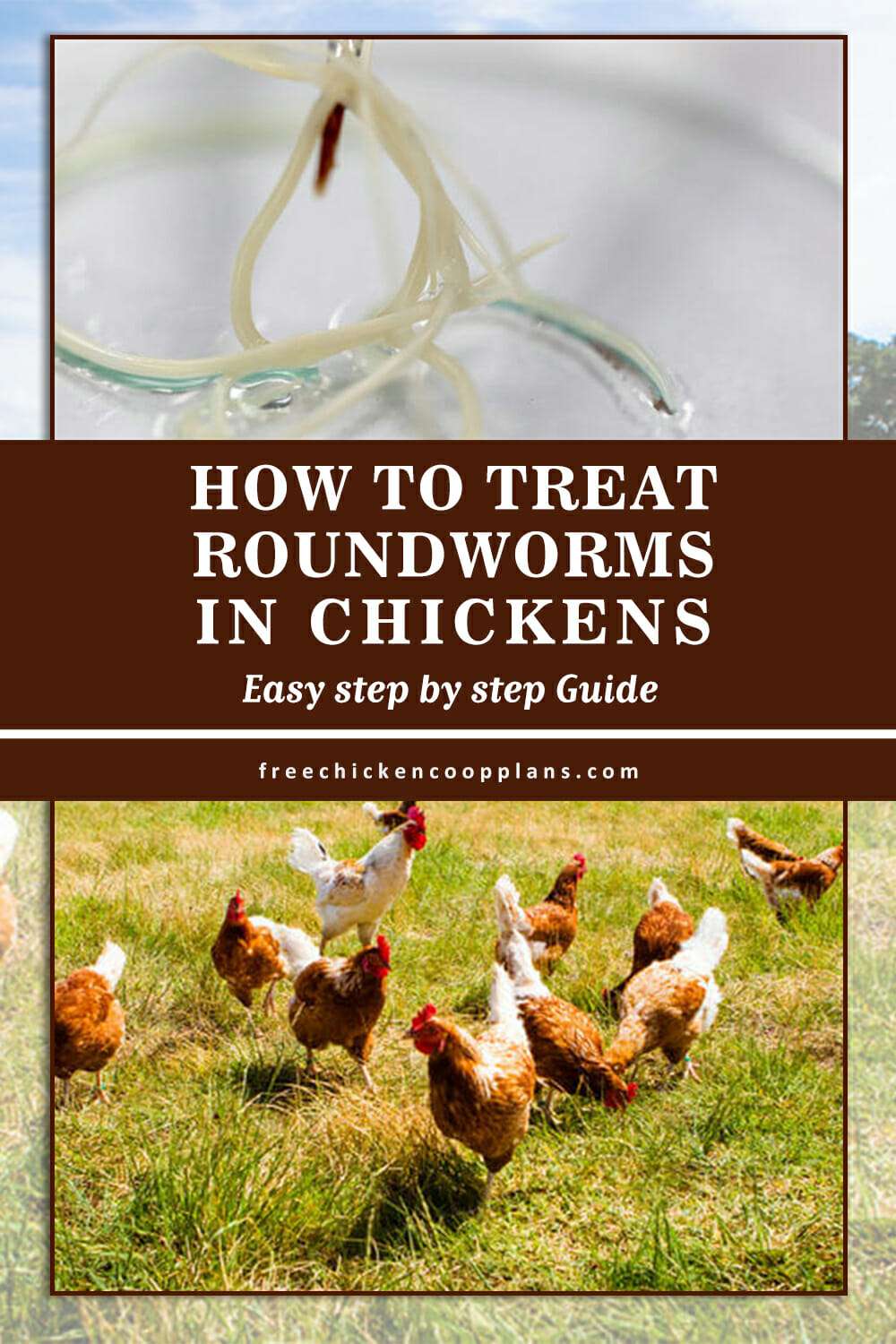 How To Treat Roundworms In Chickens Free Chicken Coop Plans