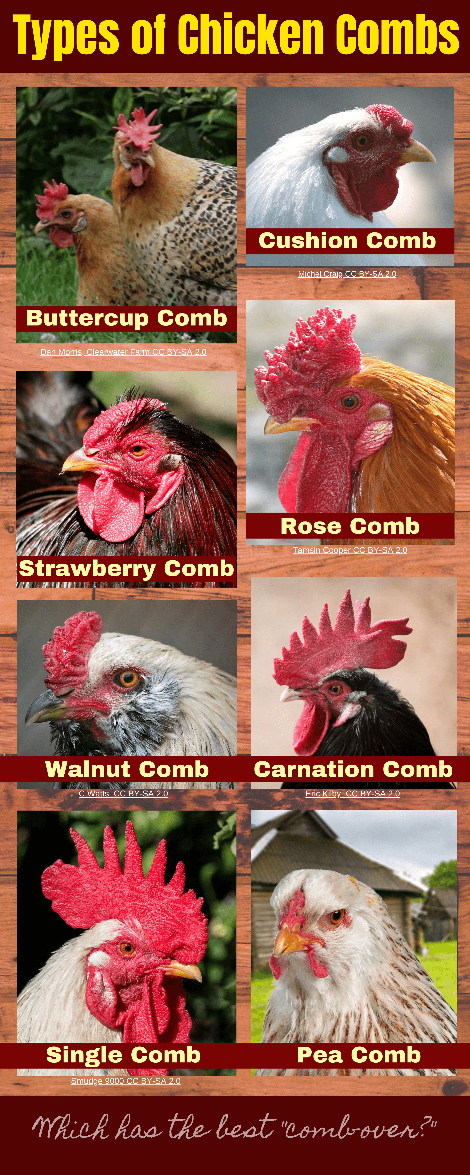 Different Kinds Of Chicken Combs