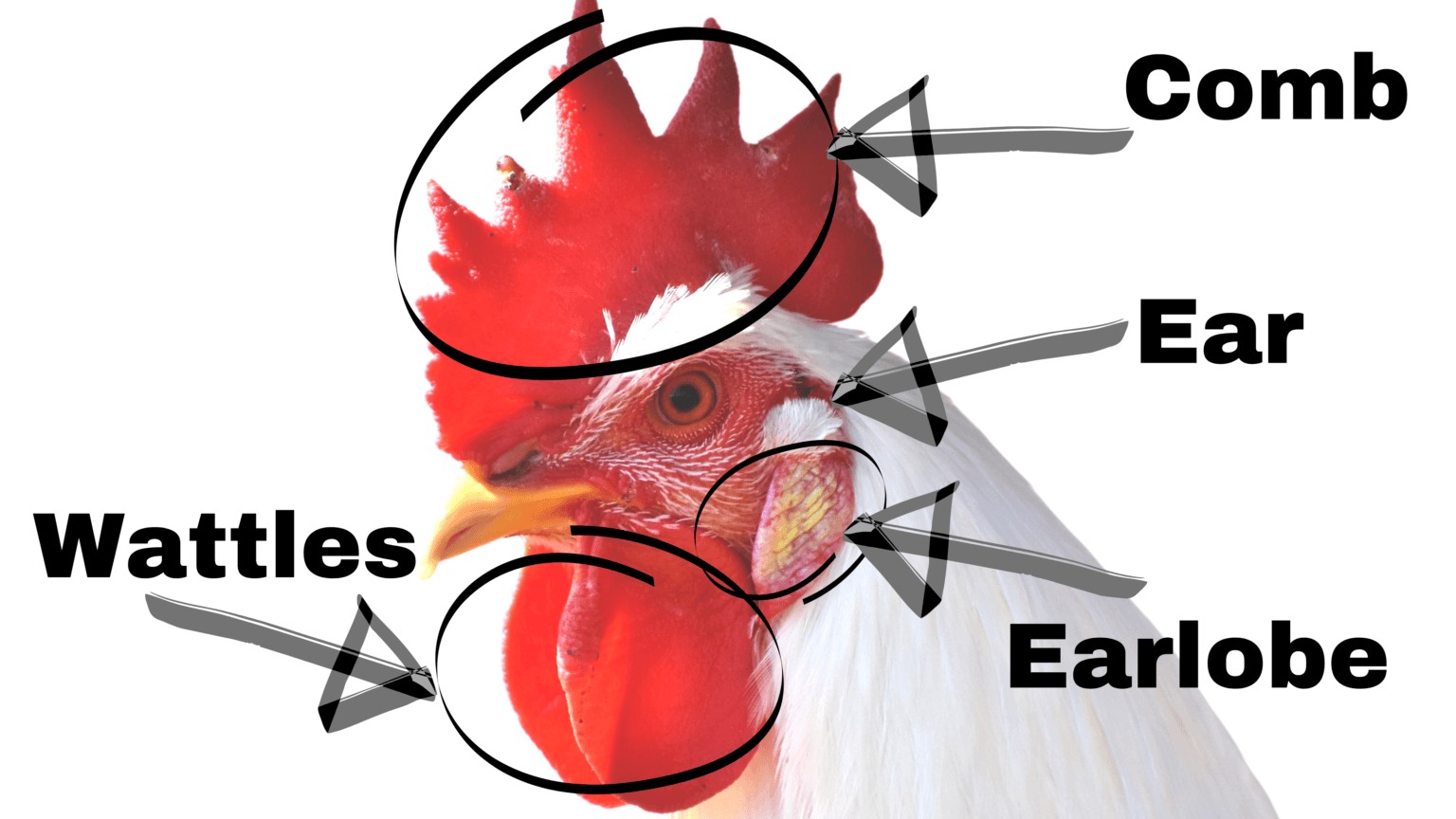 Different Types Of Chicken Combs And If They Aren’t Red, Watch out