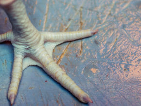 Chicken Feet Problems