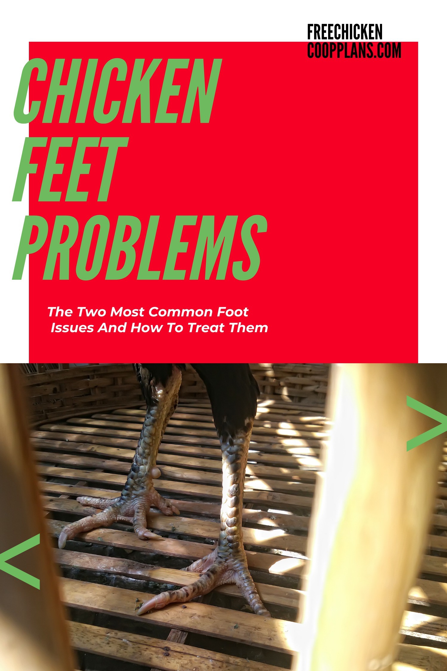 Common Chicken Feet Problems Free Chicken Coop Plans