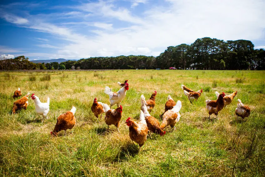 How To Treat Roundworms In Chickens