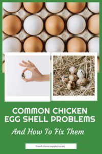 chicken egg shell problems