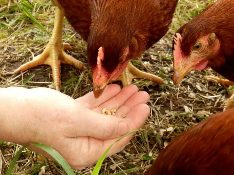 Homemade Chicken Feed Mix