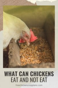 Foods chickens can eat