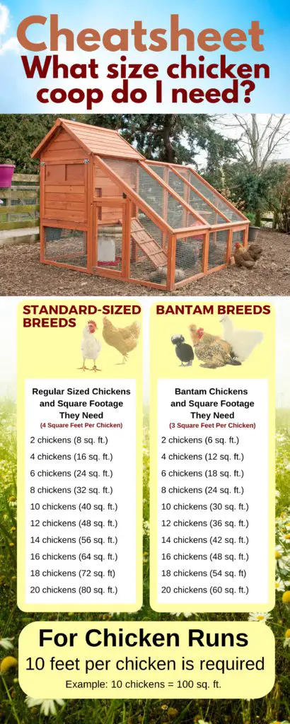 square feet per chicken
