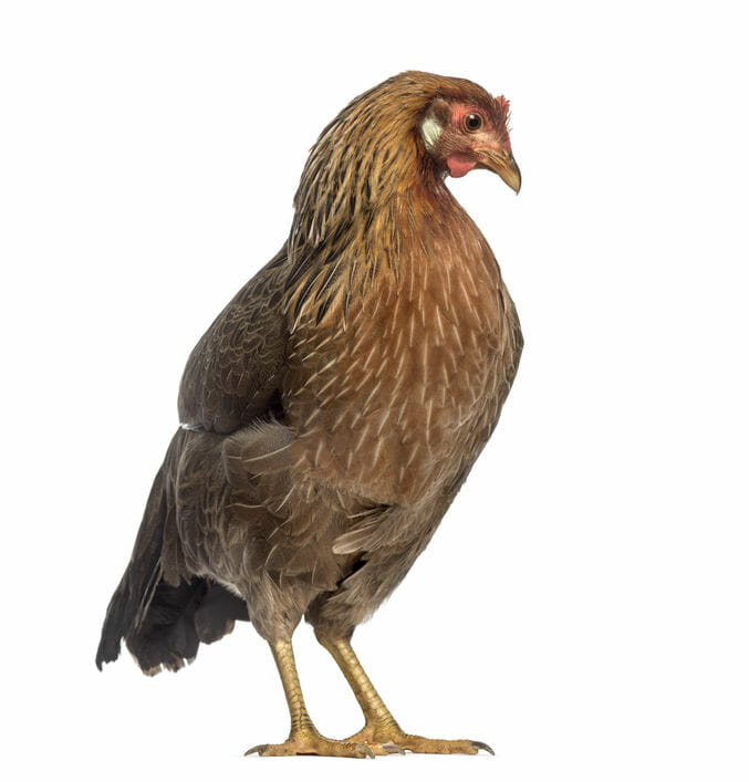 Brown Leghorn Chicken 