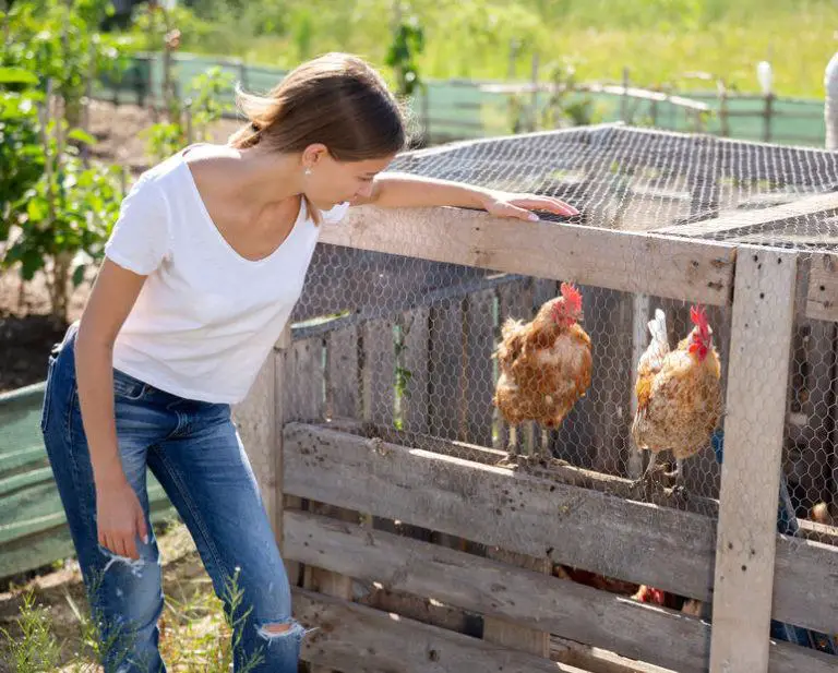 Cheap Chicken coop ideas