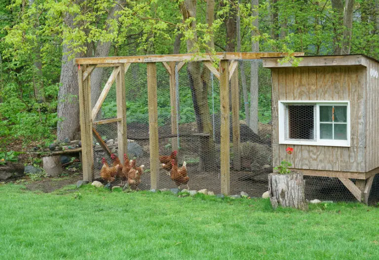 Chicken Coop Placement