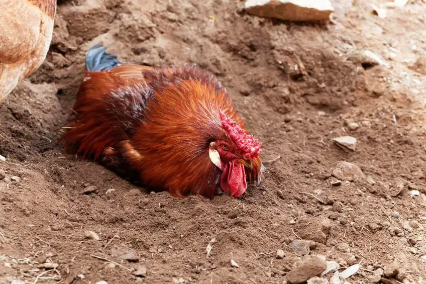 chicken dust bath