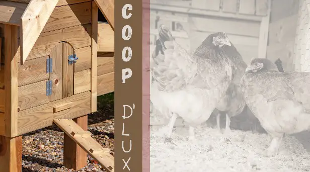 inexpensive chicken coop ideas