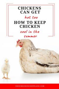 How to keep chickens cool in summer