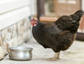 How To Keep Chickens Cool