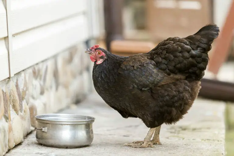 How To Keep Chickens Cool