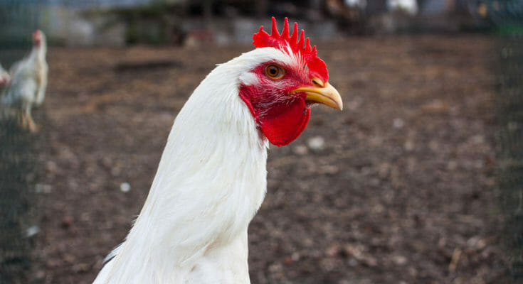 Types Of Leghorn Chickens – A Flighty But Phenomenal Breed ...