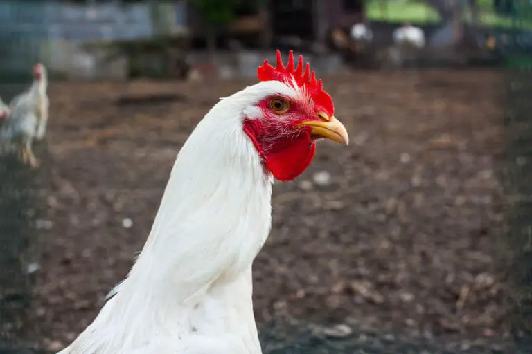 Types Of Leghorn Chickens