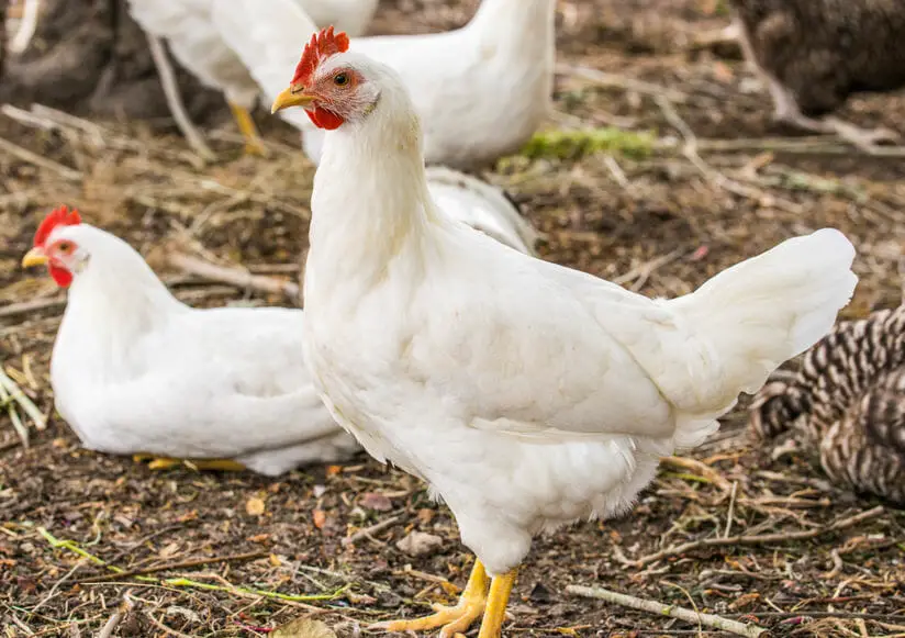 leghorn hen