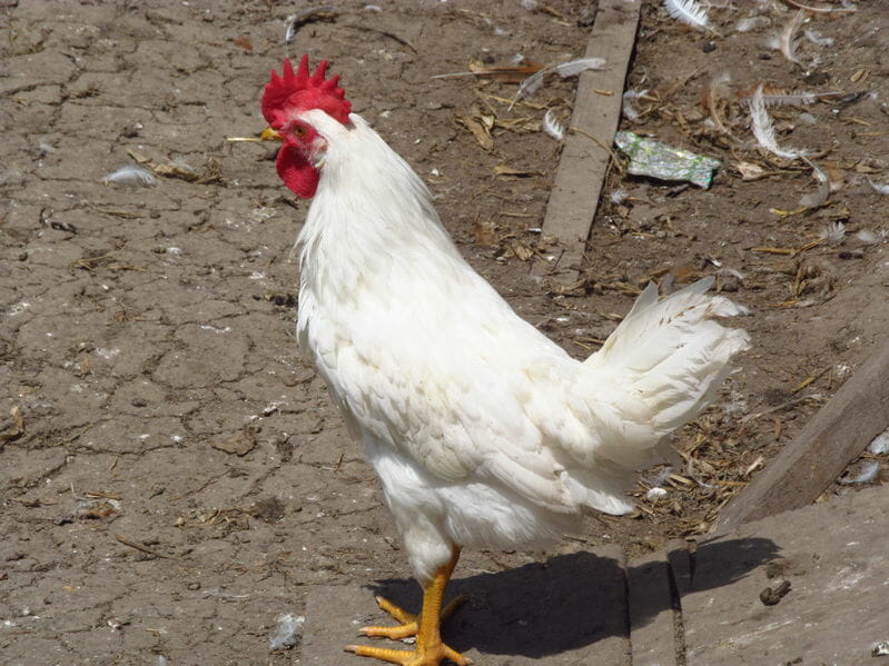 leghorn roosters