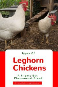 different types of leghorns