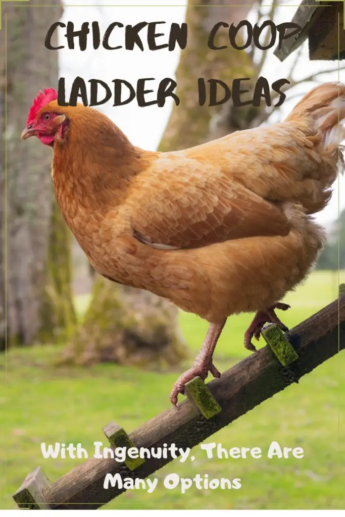 Chicken Coop Ladder Ideas Free Chicken Coop Plans