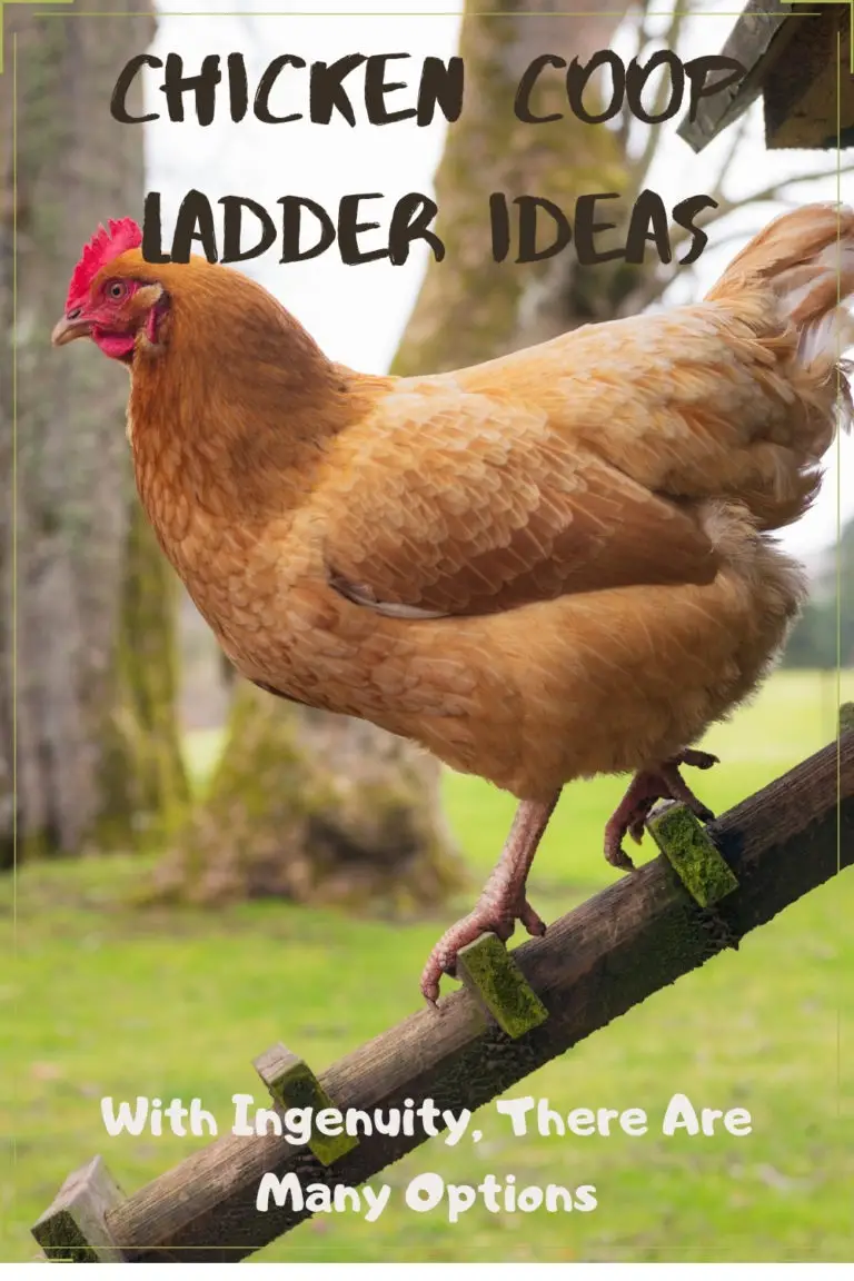Chicken Coop Ladder Ideas Free Chicken Coop Plans