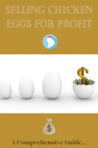 How to profit selling eggs