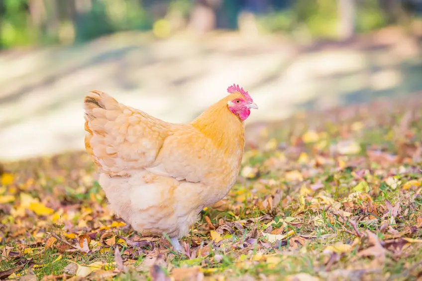 buff orpington as pet 