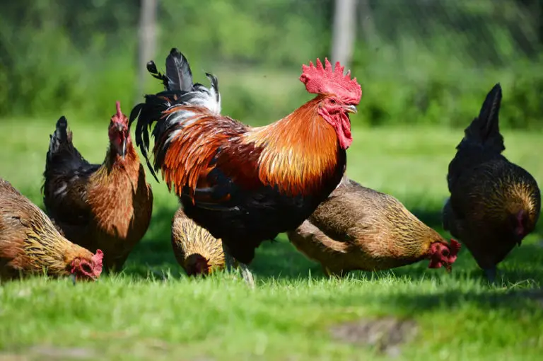 how to build a chicken coop