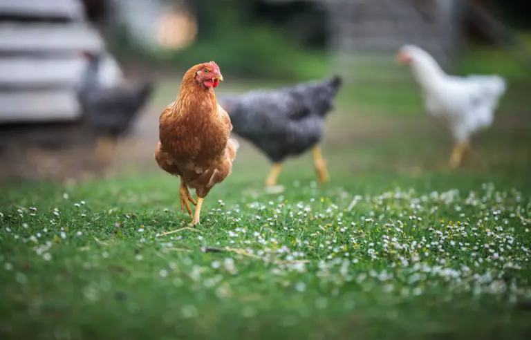 Chicken Coops Near Me