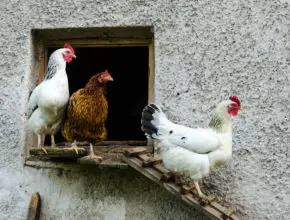 Chicken Ladder Ideas