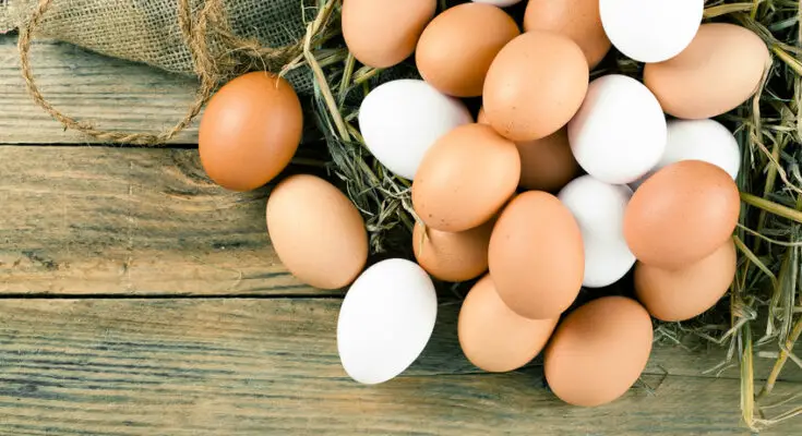 How to Clean Chicken Eggs - Free Chicken Coop Plans