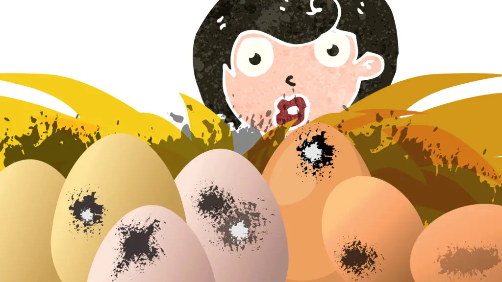 How to Clean Chicken Eggs Free Chicken Coop Plans